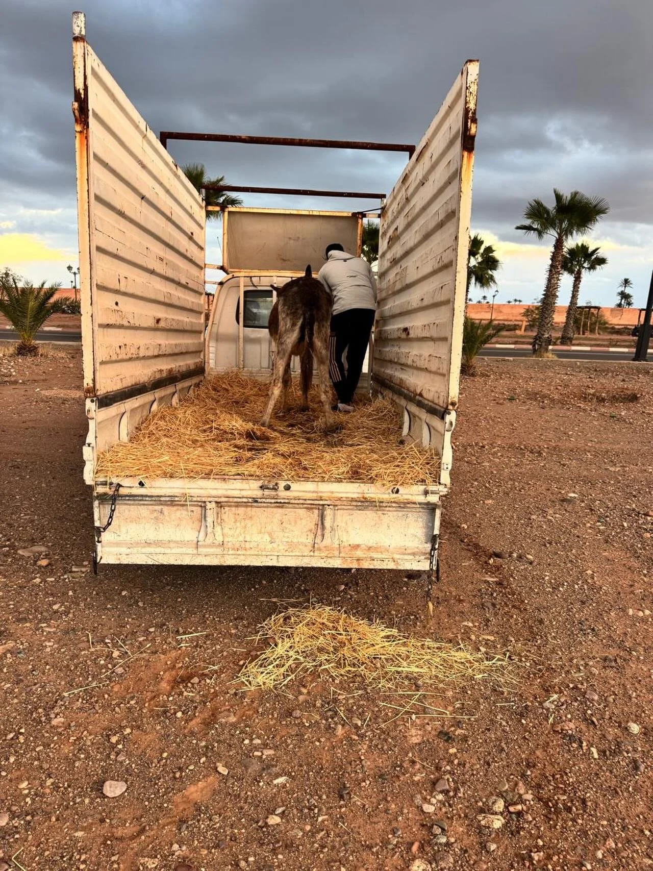 Another abandoned near city centre! #jarjeer #donkeyrescue