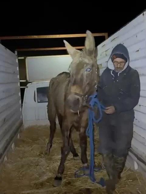Arrived. She's going to be fine. Has been given antibiotics and painkillers and we've called her Faith, the name given to her by the wonderful person who contacted us.#jarjeer #mulesofinstagram