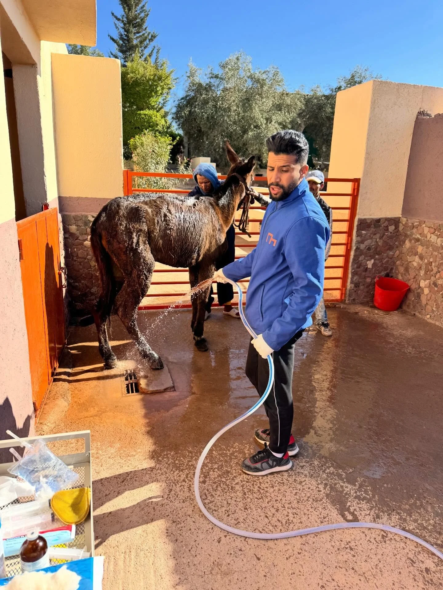 Faith was in quite a bad way. All her wounds have been treated and she's had antibiotics and anti-inflammatories. She's almost blind she has just a little sight in one eye. She's now comfortable in a stable with some good food. #jarjeer #mulesofinsta