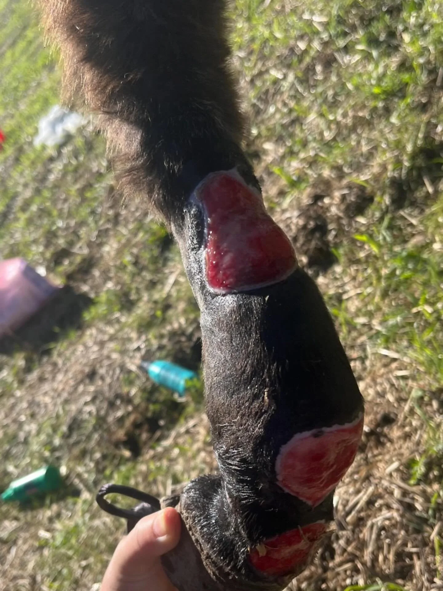 This Donkey is in In the north of morocco -  Ouazzane. Does anyone know of any Transport coming down towards Marrakech that could bring this Donkey down to us even if it's only part way and we could meet them? #ouazzane #jarjeer