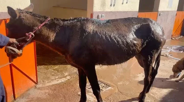 Faith, the injured Mule that had been abandoned and came into us last week having her daily treatment. #jarjeer #mulesofinstagram