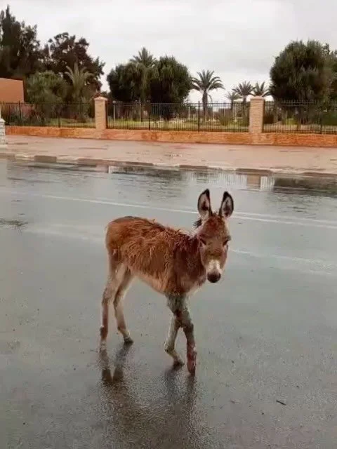 This Donkey was in Tiznit - a six hour drive from us well south of Agadir. It was shown  on TikTok and here at Jarjeer we've had to deal with so many messages from people who have seen it on TikTok. I'm pleased to tell you that with the help of a loc