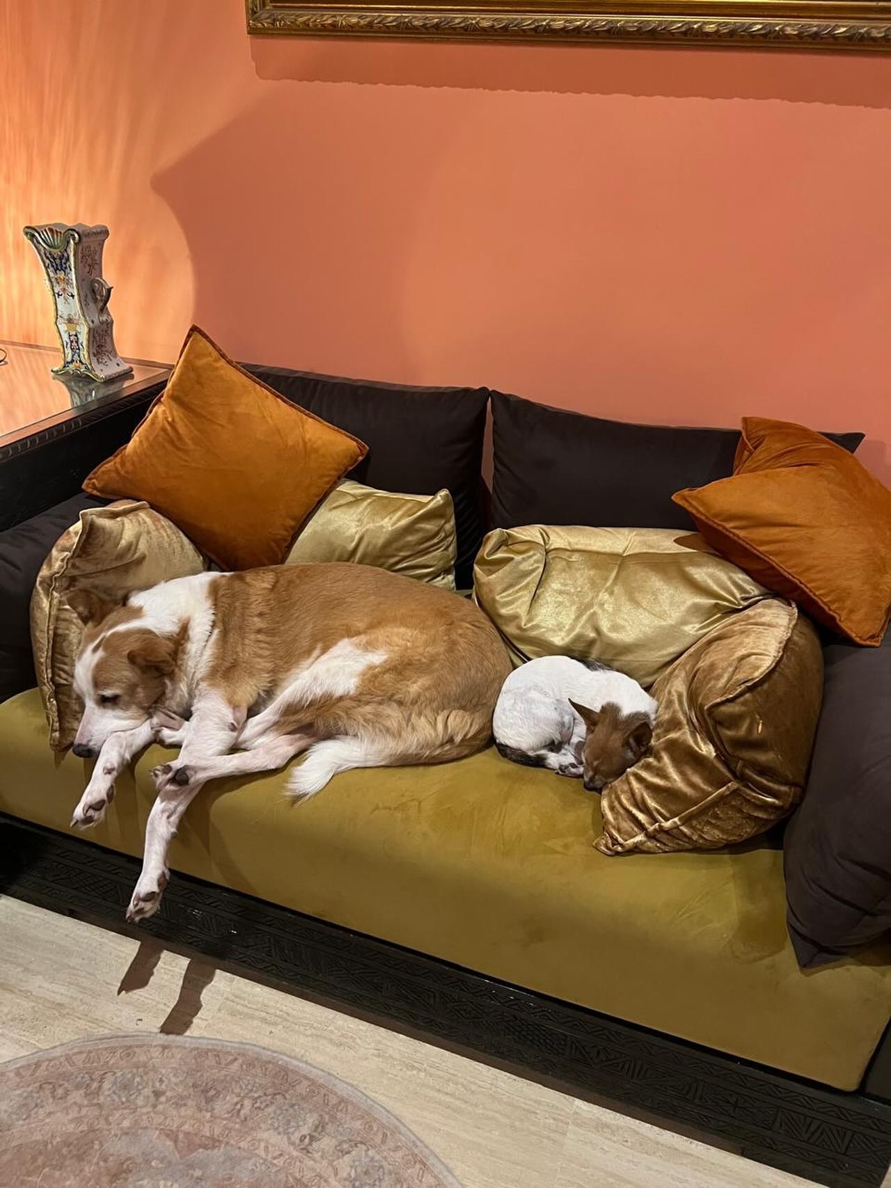 I visited the sanctuary two days ago in Marrakech and they are doing a wonderful job of saving and looking after their animals. They are completely dedicated to taking every penny donated go towards the welfare of the animals. Abdu did a great job on