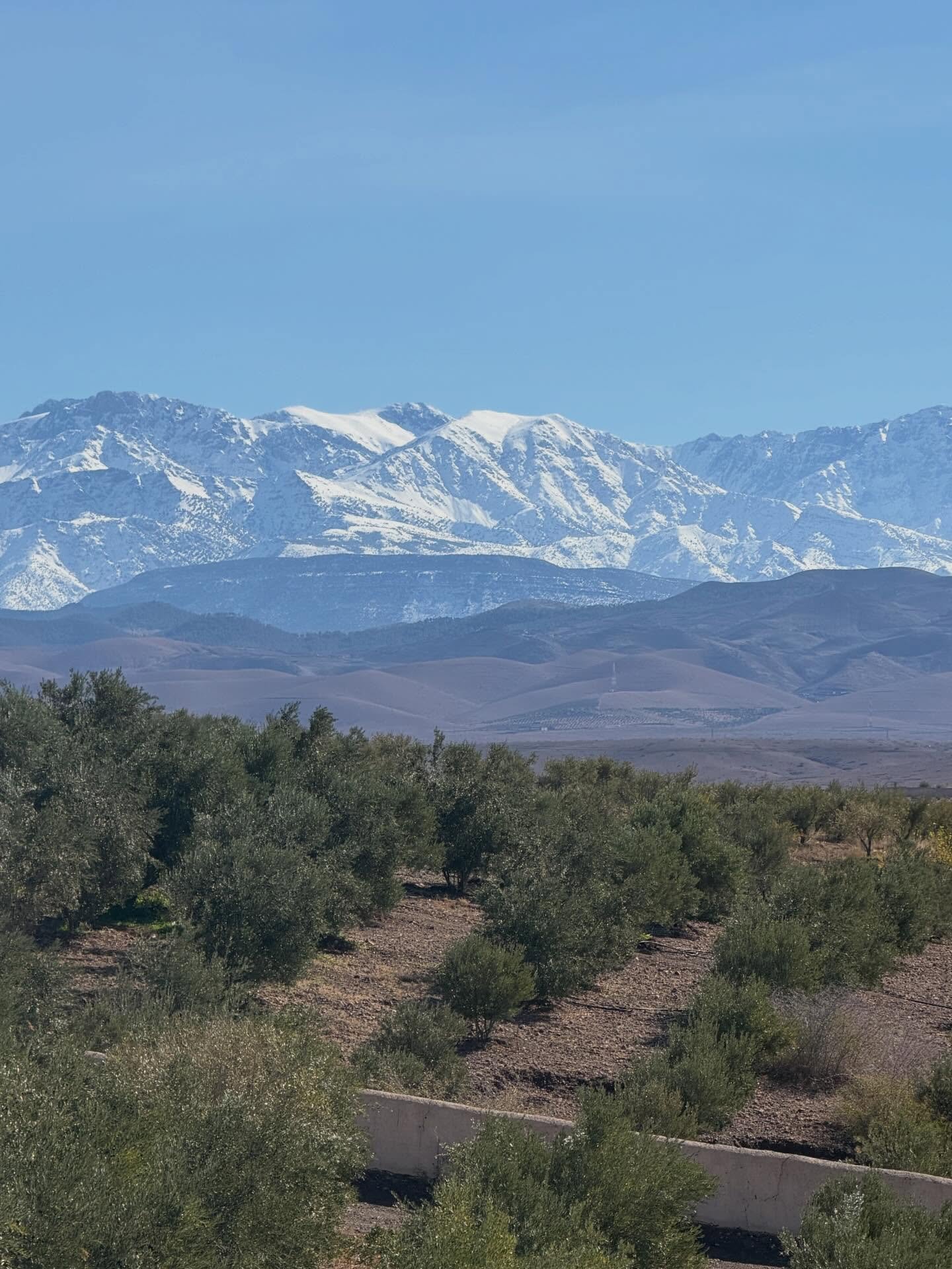 After so much rain, this is the view from the refuge of the Atlas Mountains. The work goes on and Susan has had difficulty putting a fundraiser on this site. There is some blip in the system but thankfully Jasper our long-standing dog leader has foun