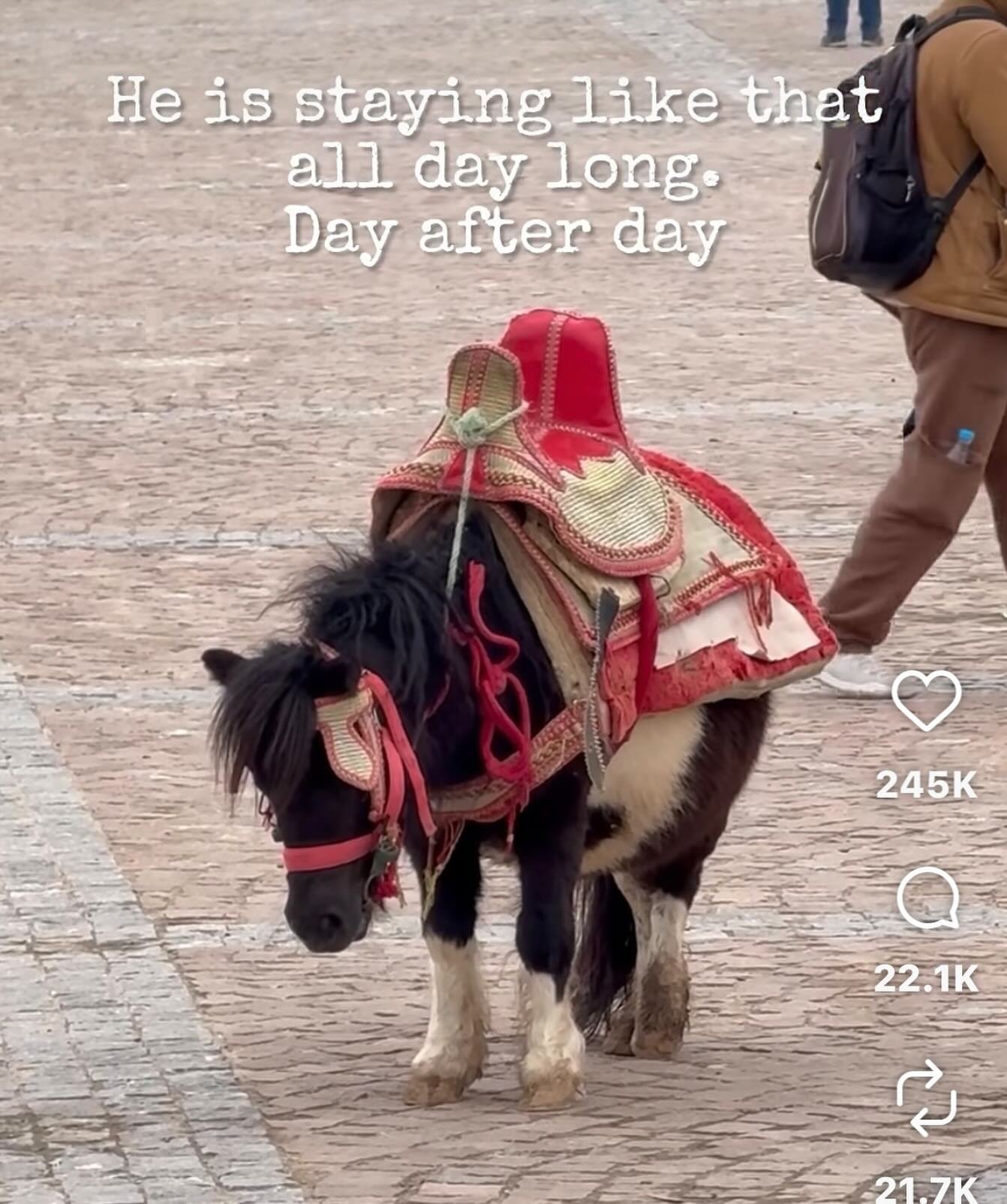 To our absolute horror, we have now discovered that Halima is pregnant. We must get her down to Jarjeer as soon as possible. We must do whatever it takes to buy this little pony. @oks_roman @meknescity