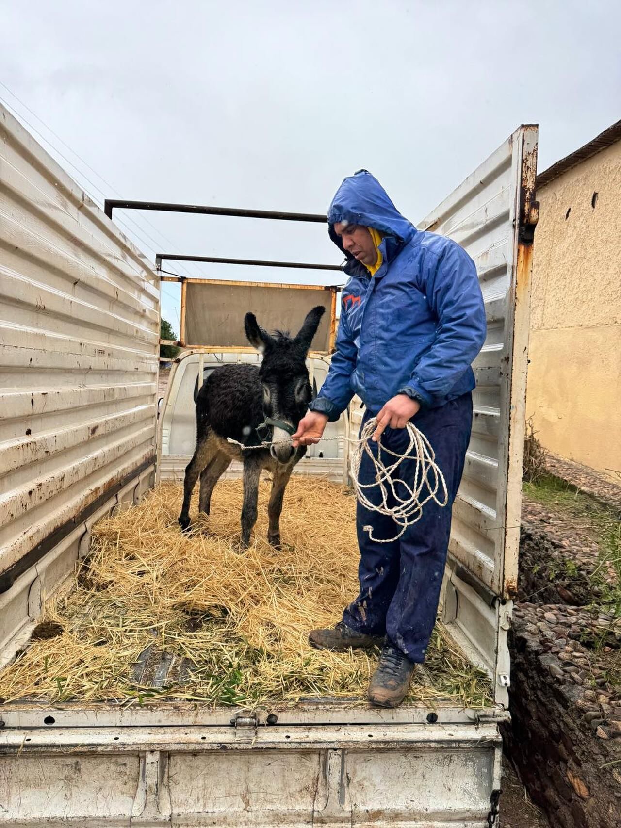 We are busy with today's rescue, but I have decided that we are going to take my last post down. I tried to explain what was happening in a very straightforward way, but it just created bickering on Instagram which is not helpful for anybody. Negotia