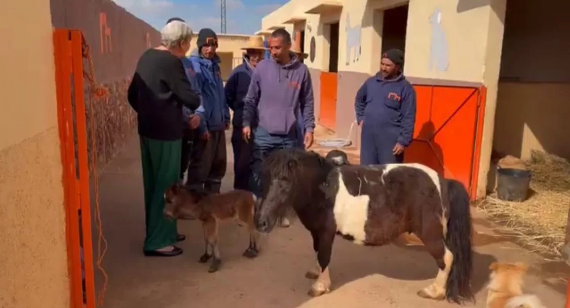 Below is the link to our latest YouTube video. The link is also in our bio. You get the chance to meet some of the team, we employ 22 people in all, and we explain the amount of work involved in caring for all our Equines. They are literally dozens o