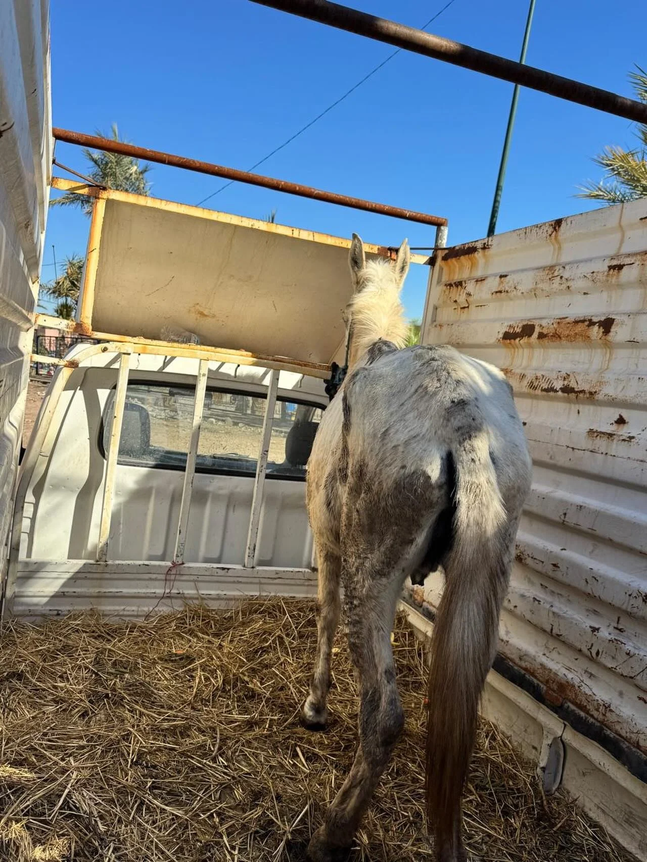 Ayoub is on the way back from the Medina with a very very old Horse. My friend who identified and saved him has called him Bartleby #jarjeer #horserescue