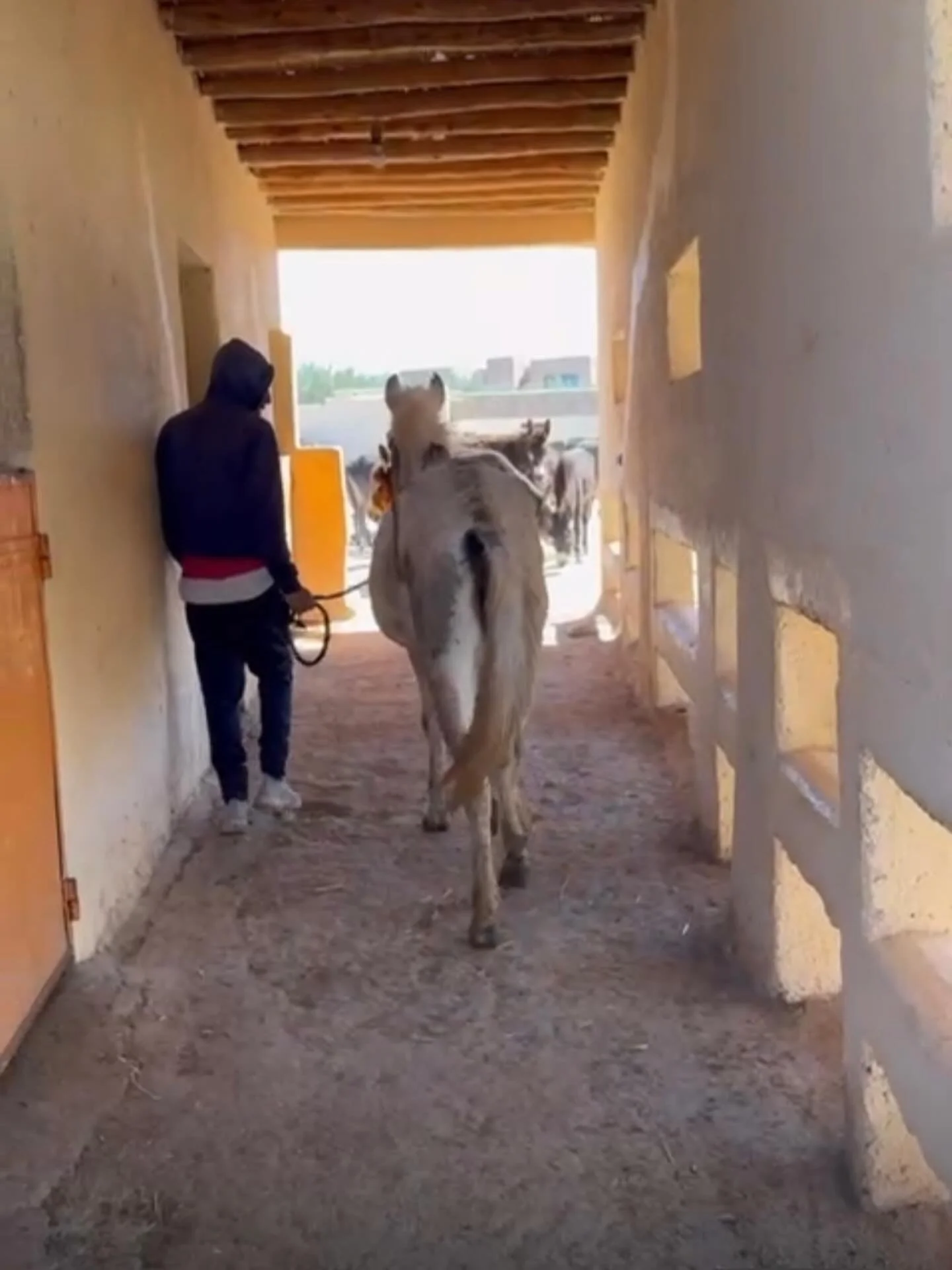 Bartleby entering his new home! #jarjeer