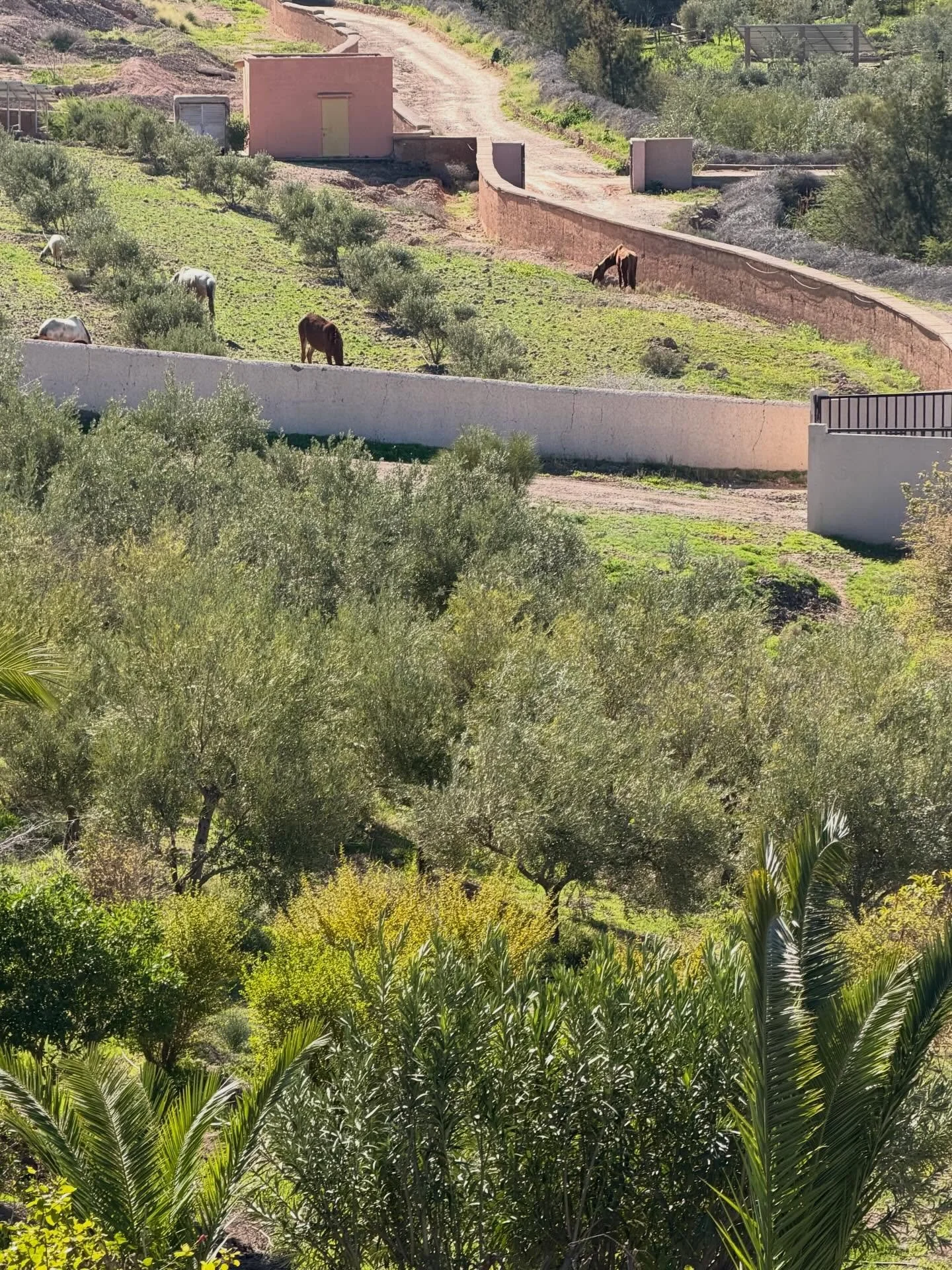 A First! After a 7 year drought, bearing in mind we live in desert conditions, our horses and 2 sheep are out grazing!! #jarjeer #morocco