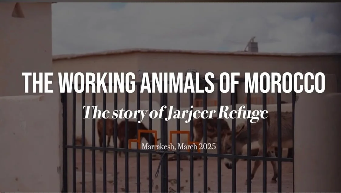We are thrilled to tell you as a documentary filmmaker, Julia Held, has just published a video made this year about Jarjeer. You can see it by going to my YouTube link in the bio - it is the last video to have been listed.