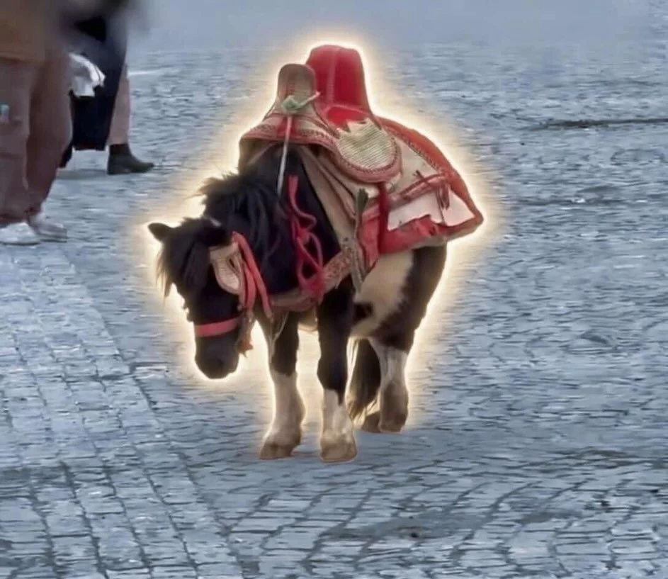 Three weeks ago, the world
saw Halima, heavily pregnant and forced to stand for hours under the sun for tourist photos.
We are Jarjeer Mules, and we brought her to safety.
Today, Halima is healthy, recovering with proper care and nutrition, and she h