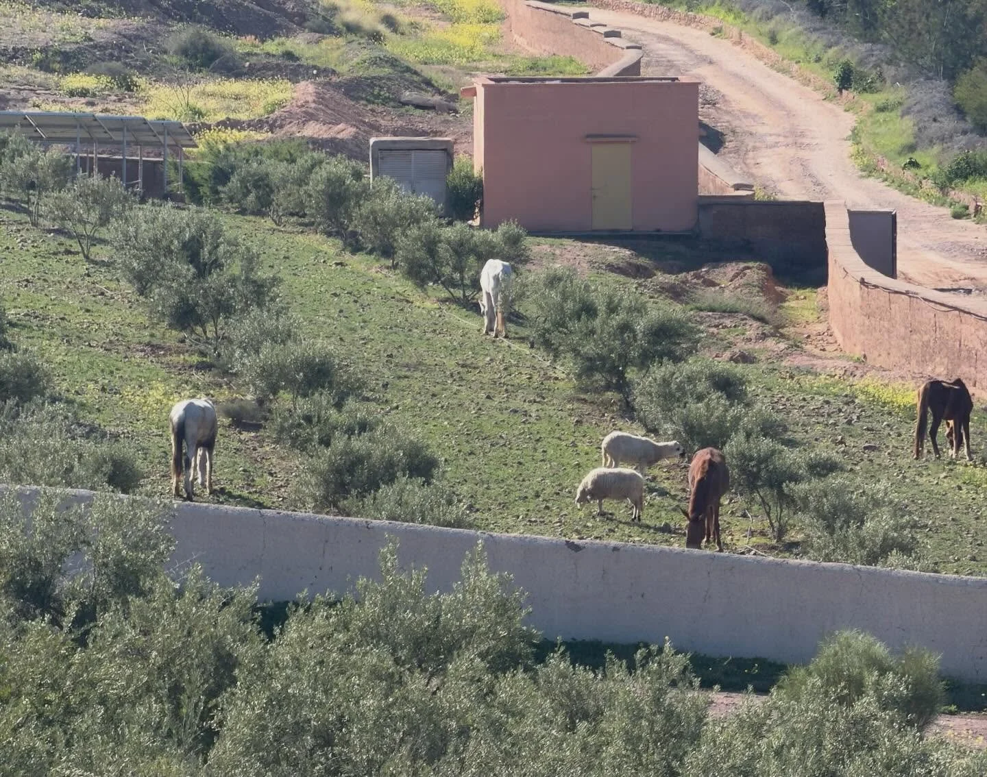 What a beautiful sight. After 7 year drought at last some natural herbage for the horses! #jarjeer #equinerescue