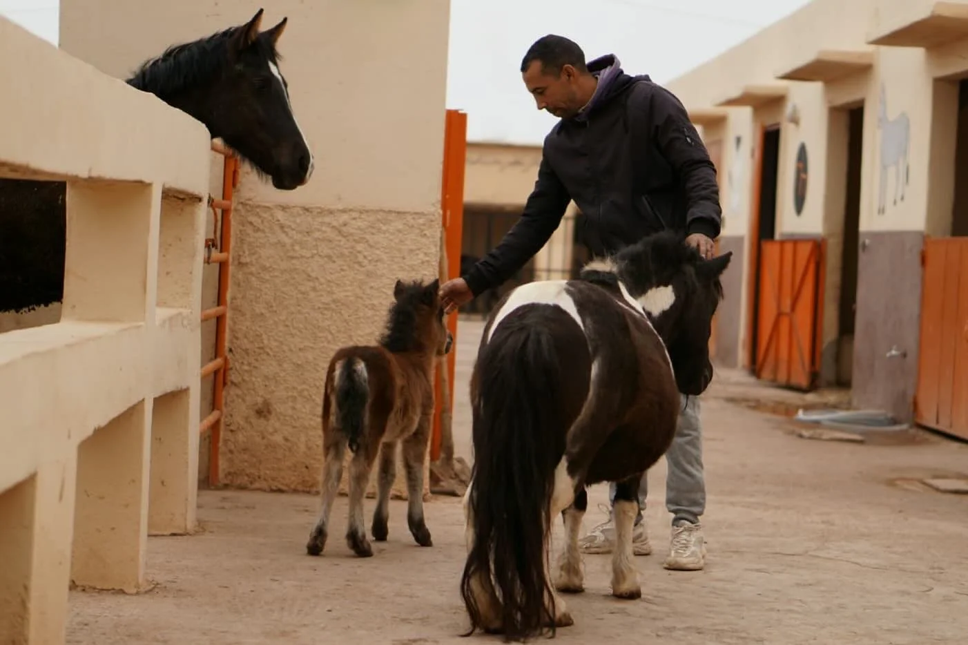 Picture of the morning. We have had so many positive views over the last week and we would be very grateful if there are new people who see our work and like what we do could make a small donation or whatever is possible. This really helps all the an