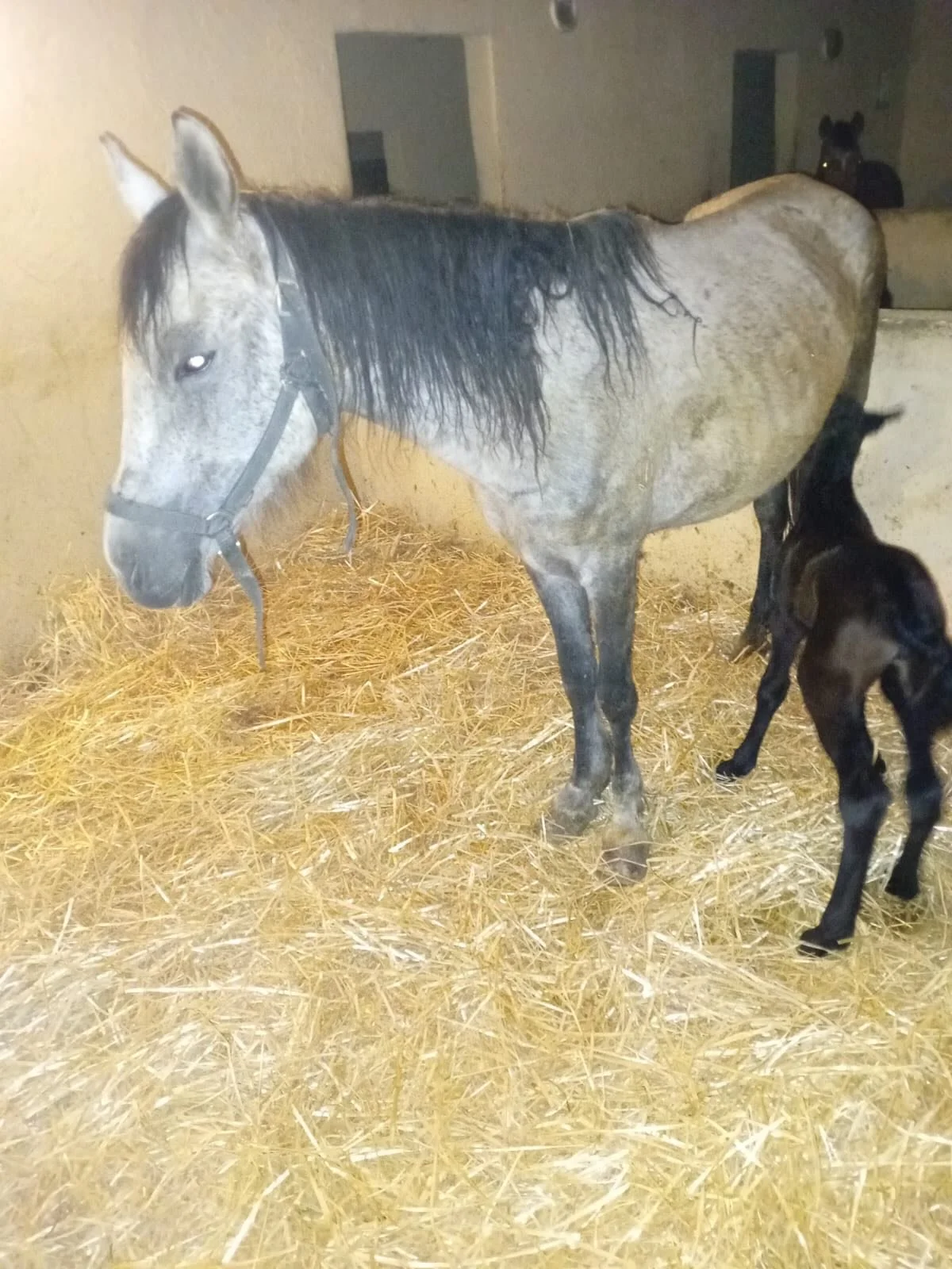 From time to time, we do have accidents at Jarjeer. Eto came to us two years ago from Agadir. She was a skeletal and starving. She recovered very well. And somehow managed to get close to a stallion before he was castrated. The result tonight was thi
