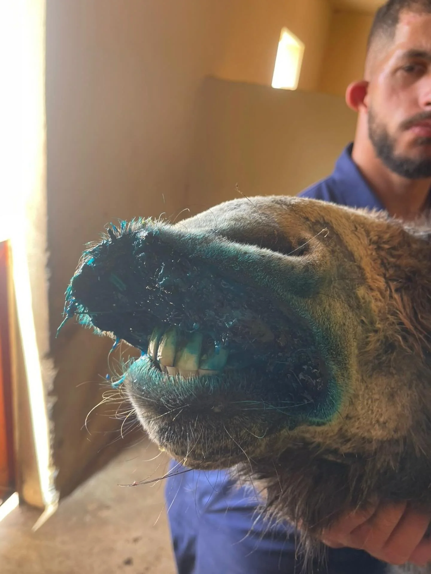 I'm so sorry to have to send this photograph but it's very important that people realise what is happening. The donkey safely here with us. He's been treated and it's having pain painkillers. The vet is happy for us to continue with treatment so hope