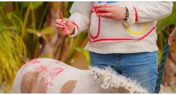 We can't believe what has been sent to us this morning. It never ends. This attraction  appears to have just been established in Marrakesh where they are using miniature American horses for children's ￼ entertainment. Please watch the reel through to