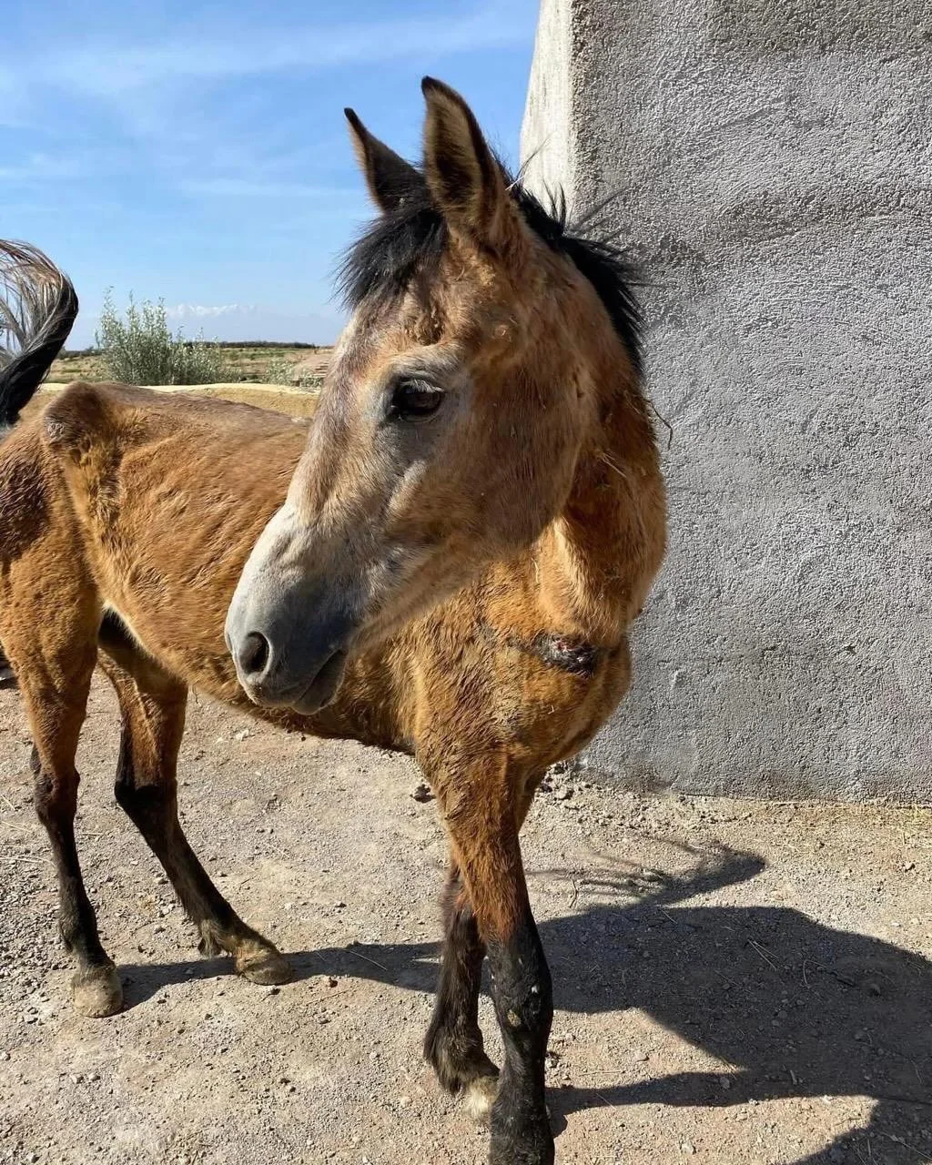We recently posted that Eto had a foal. Some people from outside Morocco said how thin she was so this post is very important. The first photograph is EO when she was admitted. The second one is when she had just given birth to her foal in the night.