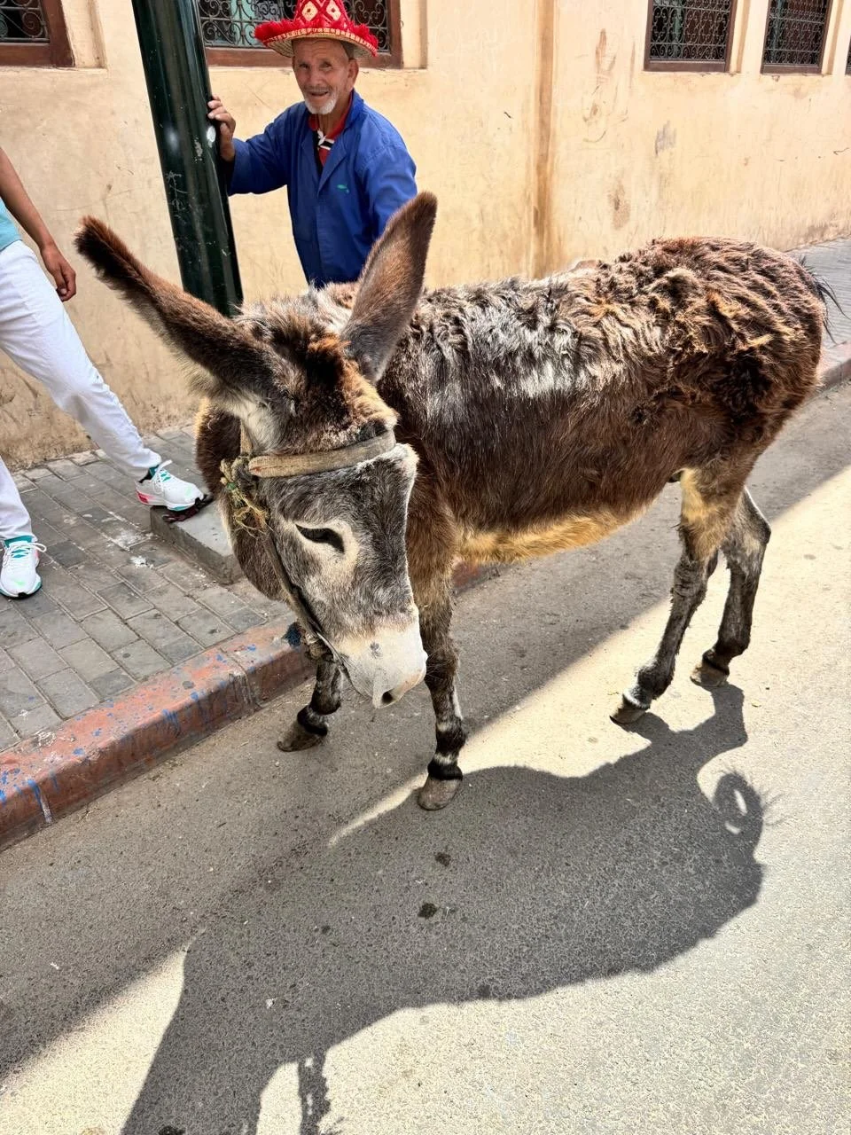 We are absolutely thrilled that we have bought back the donkey that was always left in the square in Marrakesh in baking sunshine to have a photographs taken with tourists. The man is no longer permitted to do this anymore. We are calling him Degas i