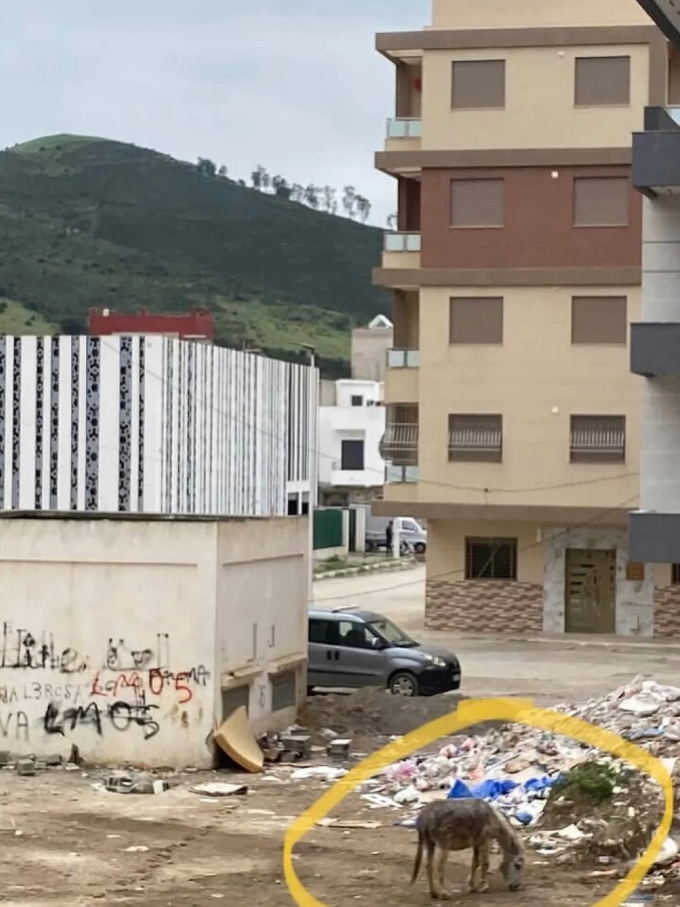 We never cease to be shocked by some organisations that advertise on social media for donations and established rescue animals but when the crunch come the help just is not there. A young student in Tetouan which is in the far north of Morocco and a 