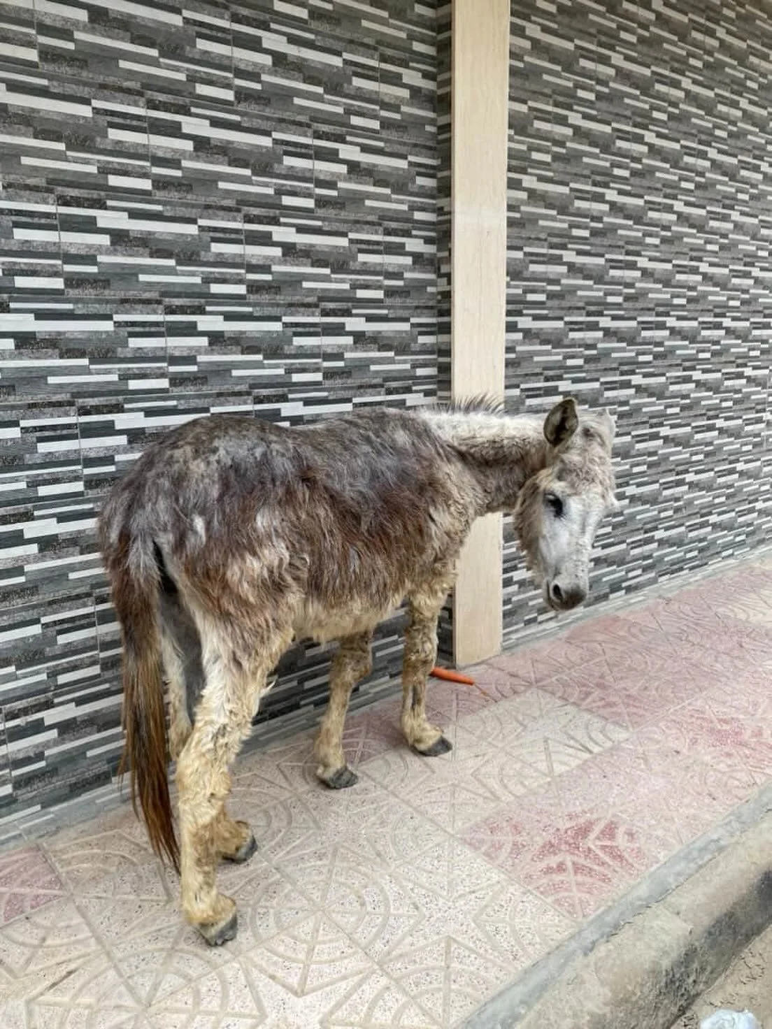 An update on the donkey in Tetouan. The Association Tetouan ADAN are working with us to keep the donkey safe until our driver can arrive. They only have dogs at their refuge so they're trying to find a spare garage for the donkey. It will probably ta