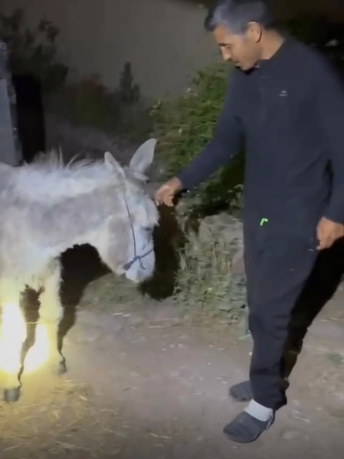 Flora has arrived after an 11 hour journey. It is now 2 am and safe in a warm stable. There will be medical checks tomorrow. The name has been chosen by the young student who made every effort to save the donkey who had been wondering on the streets 
