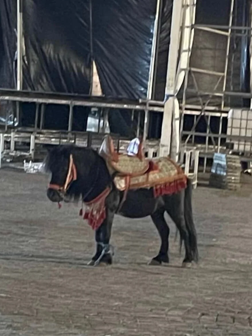 We have to start all over again, and I hope as many will support us as supported the work that was done with Halima. These two ponies in Meknes Square have a different owner. These photographs were taken at 10 pm last night and you can see that their