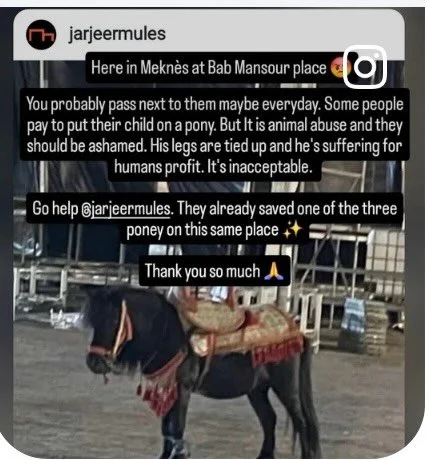 When we posted a photograph of the Shetland ponies that were still in the square in Meknes we had hundreds of responses. So many people blamed the country and their different approach towards animals where they were not appreciated as sentient beings