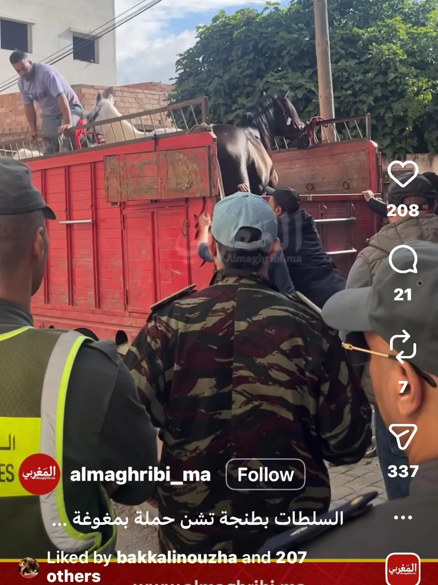I have just done quite a long YouTube video about the plight of the horses in Tangier. You can find it on "The Donkey Barrister" #jarjeer #tangier