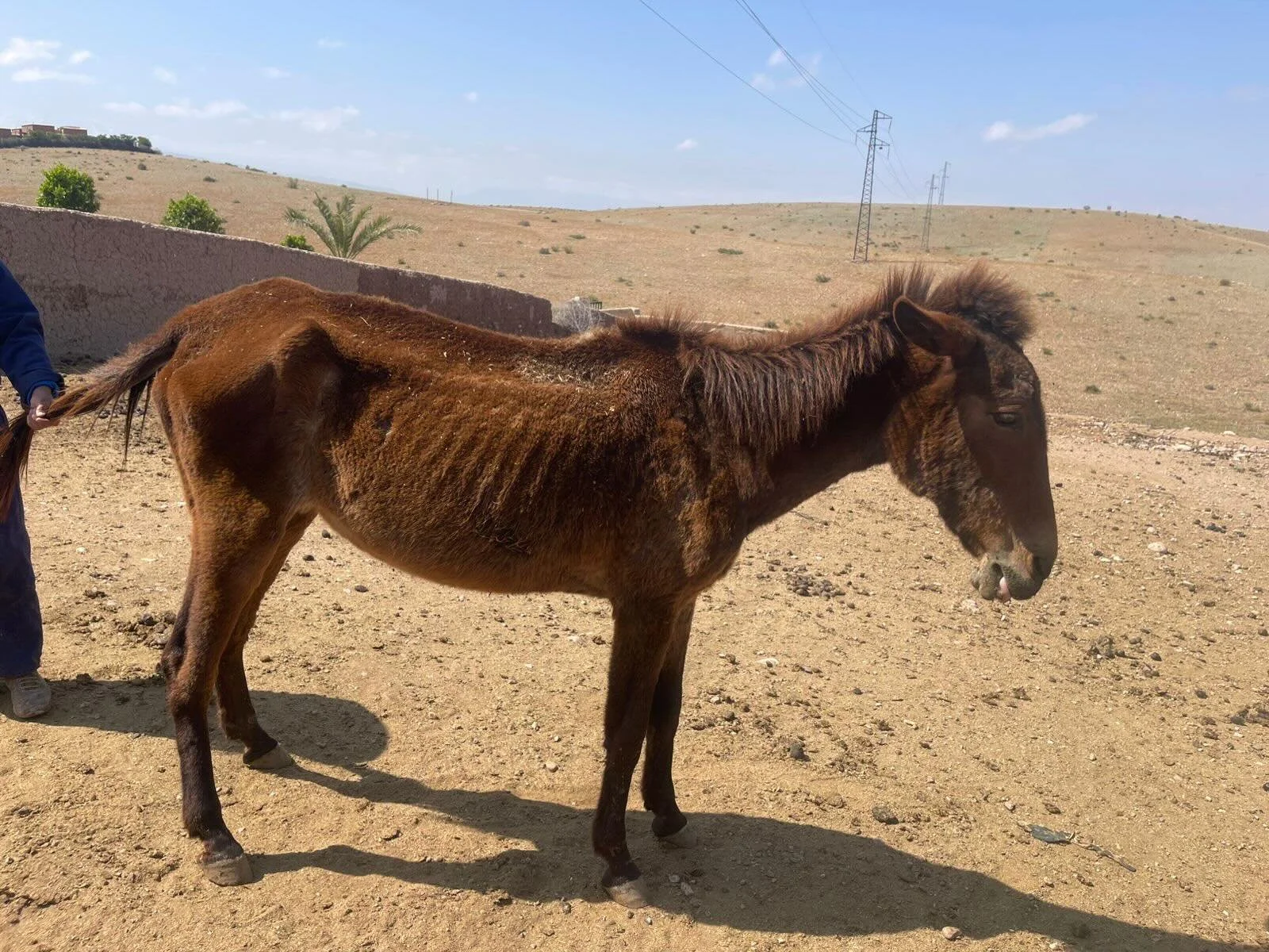 This morning has been a very sad day. The mule, Esperanza, who came down to us from Ouzozarte after lifetime of toil in 2020. She was such a beautiful girl and we all loved her very much. She passed away this morning peacefully having been unwell for