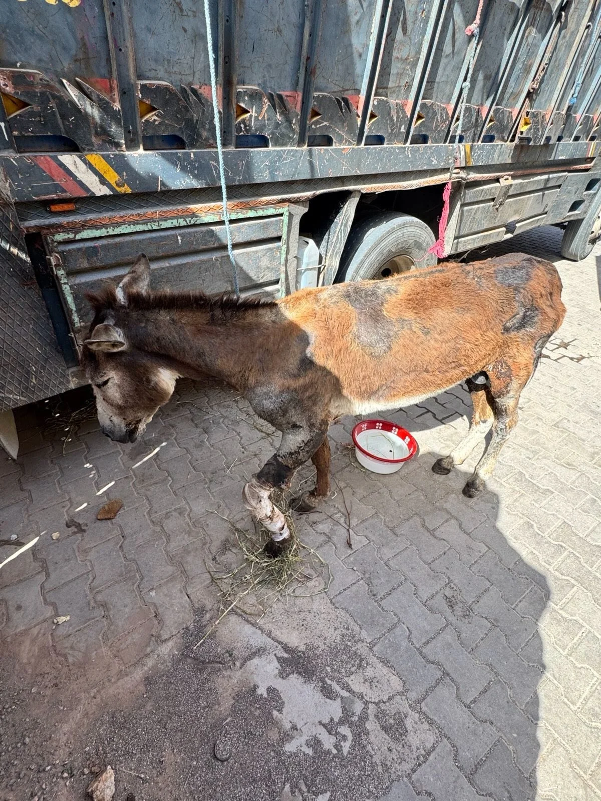 And New admission tonight. Ayoub is bringing her in now from a village well the other side of Marrakesh. Thank you to the Moroccans who contacted us and helped us with this rescue. #jarjeer #equinerescuemorocco