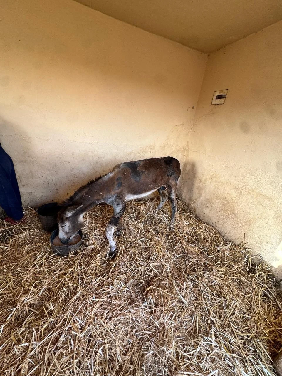 Two rescues today. Number one safe and clean stable with a crushed leg which has been dressed and treated and he had painkillers. Rescue number two is on his way in now. All referred by young Moroccans we are also determined to fight abuse. #jarjeer 