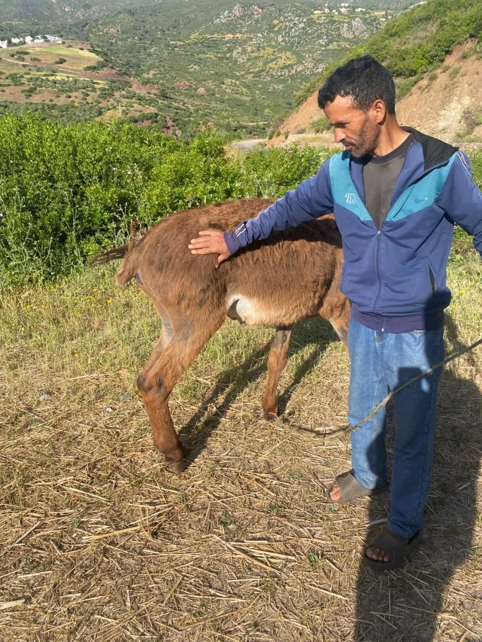 Two donkeys are coming down from Chefchaouen tomorrow. One is male injured leg on the other is a tiny female. They both have parasites. The driver is asking 4500 dirhams which is just under &pound;300 actually very reasonable for such a long journey 
