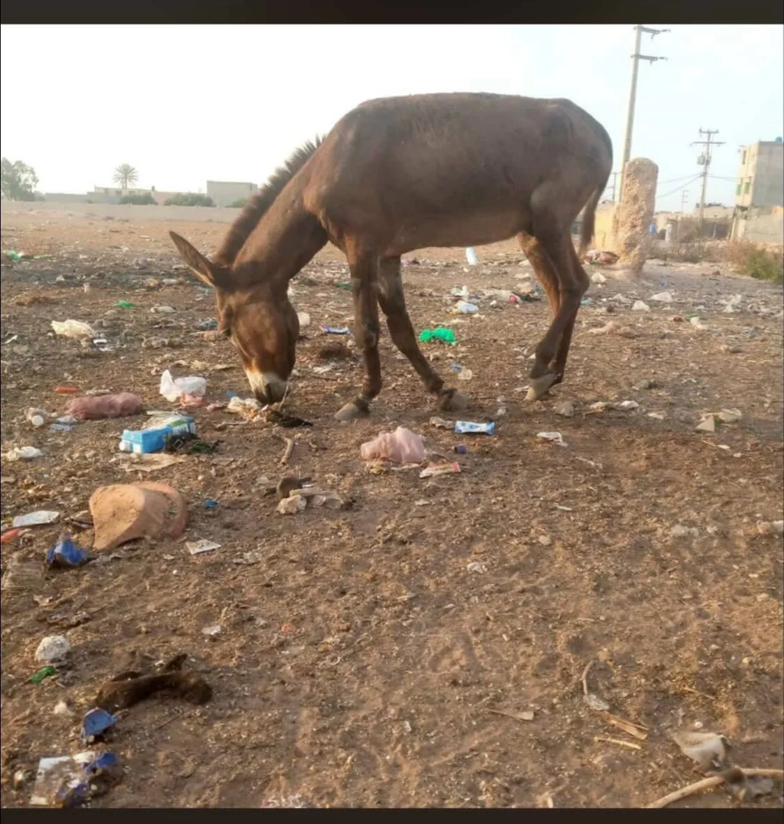 The donkey is on the way from Agadir. He has an injured leg and we understand the children was trying to ride him. Safe journey. #jarjeer #agadir