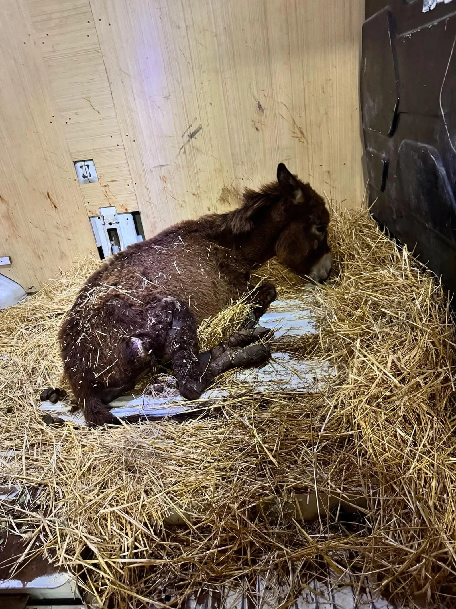 The little donkey has arrived, but is in a dreadful state. Each back legs are crashed and heavily infected. We have given her painkillers tonight along with wound treatment to kill the worms and let her rest before we medically assess snd treat in th