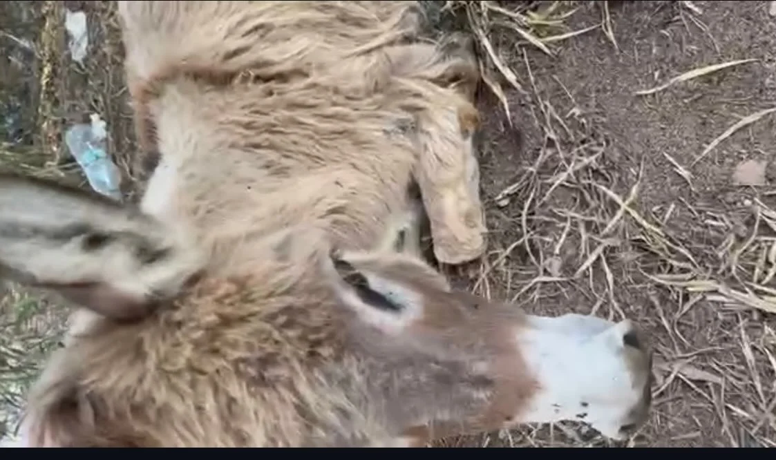 I don't want to show you the state of his back leg, which is raw down to the bone and infected. He is a long way away, north of Rabat, but the local people clubbed together and arranged transport and he's on his way to us now, he will arrive in the m