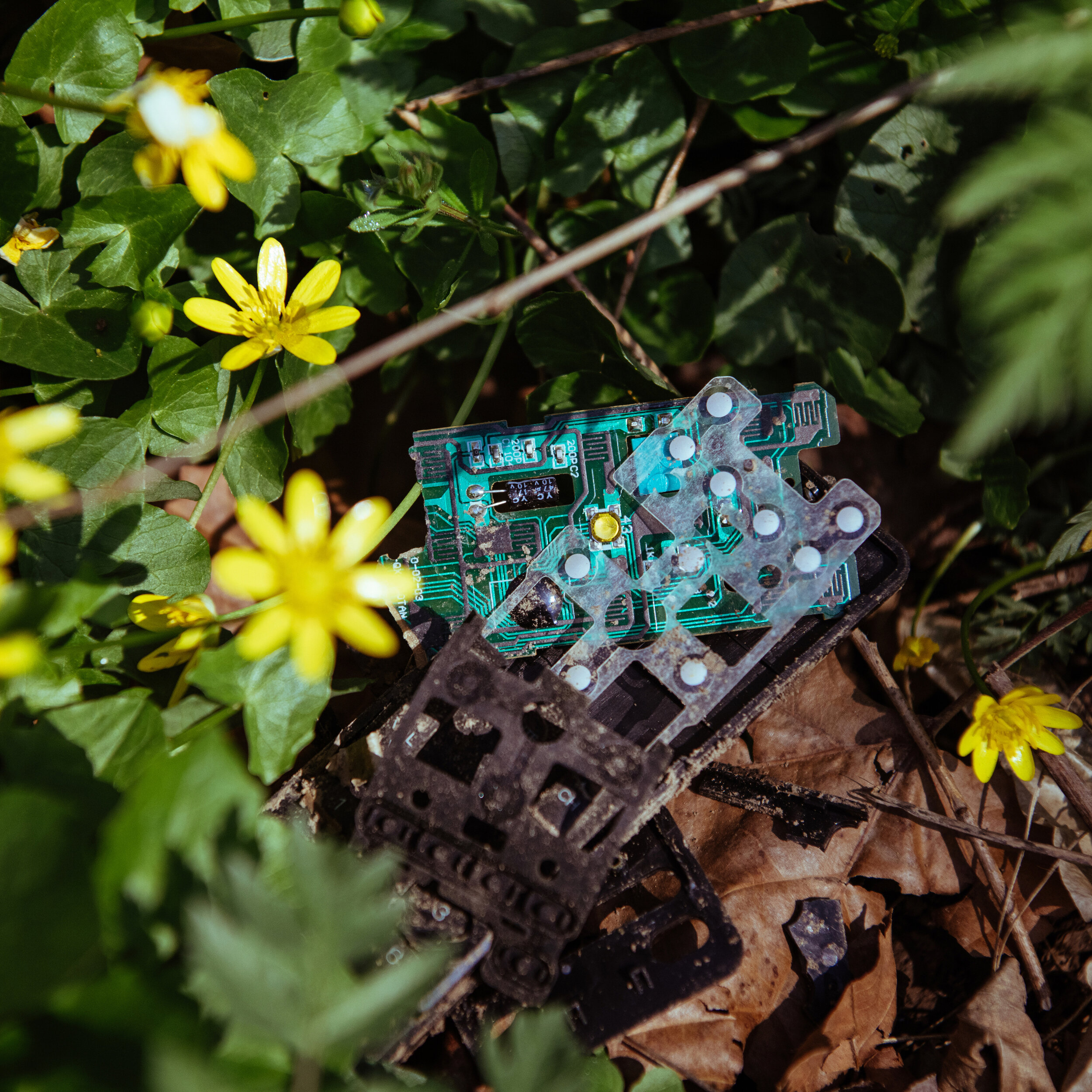 Album Release w/ Shine Delphi