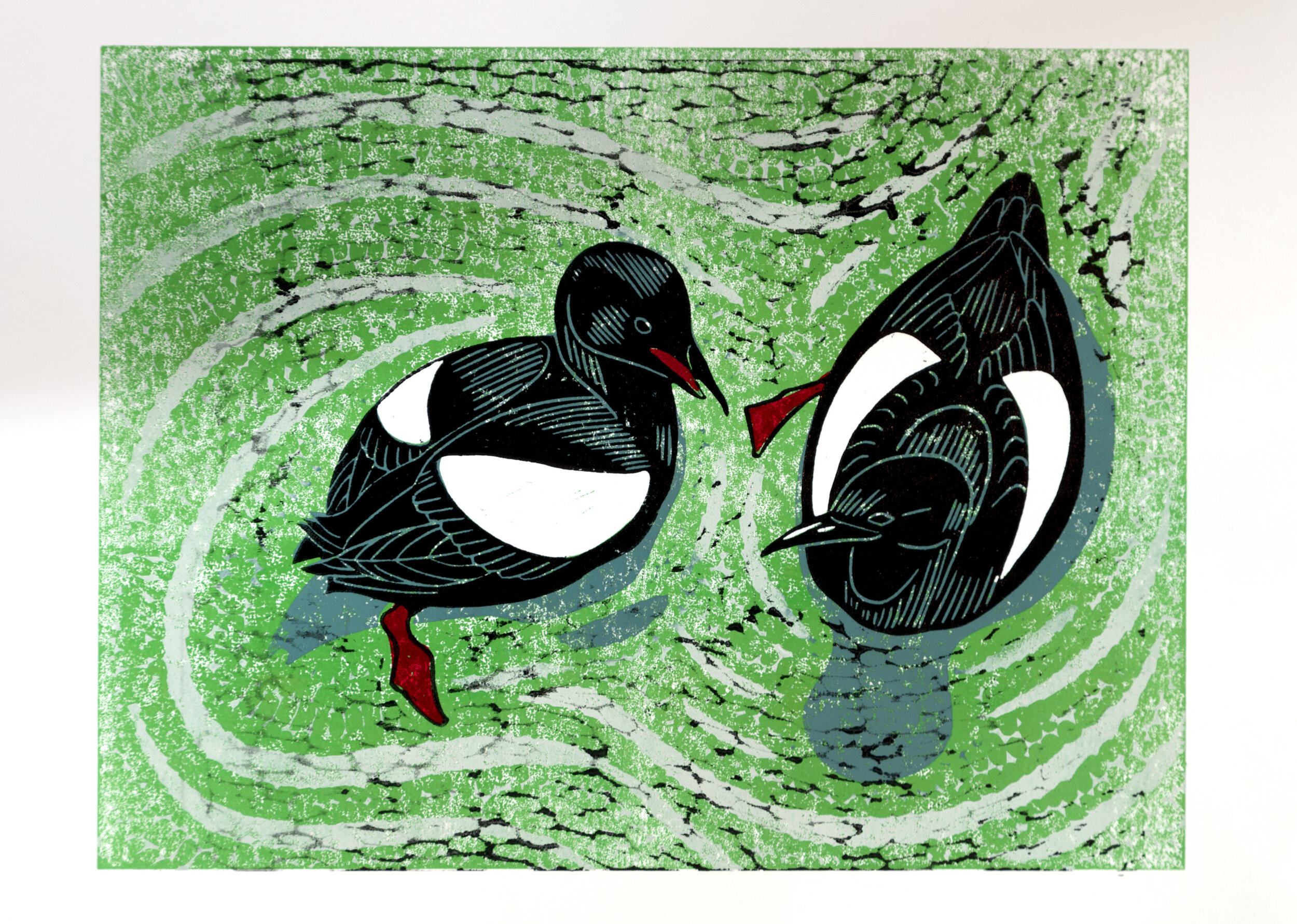 Guillimot