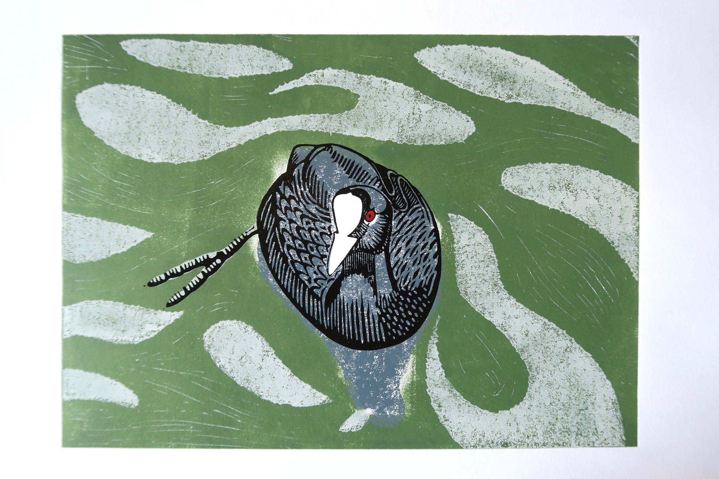 A shy coot