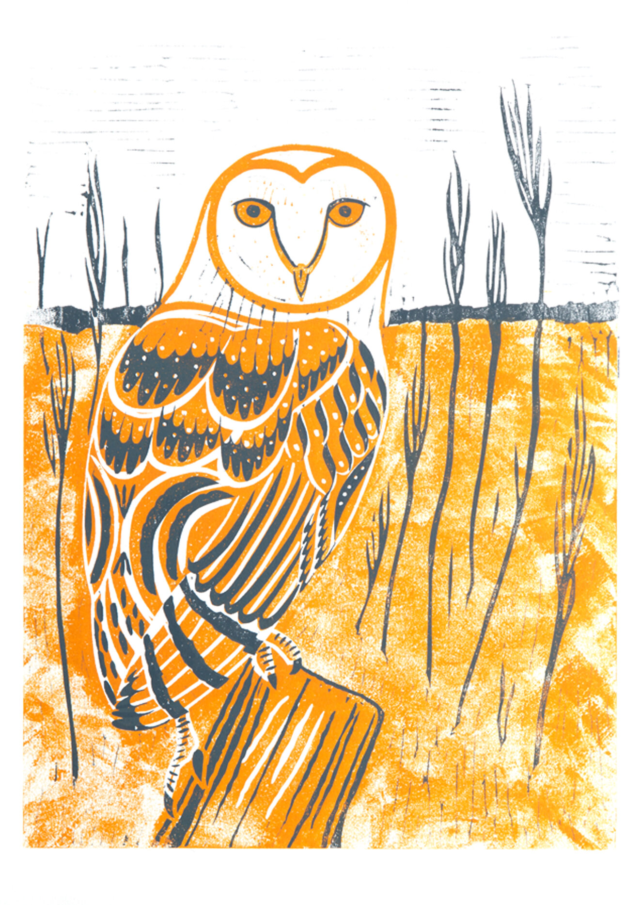 Barn owl