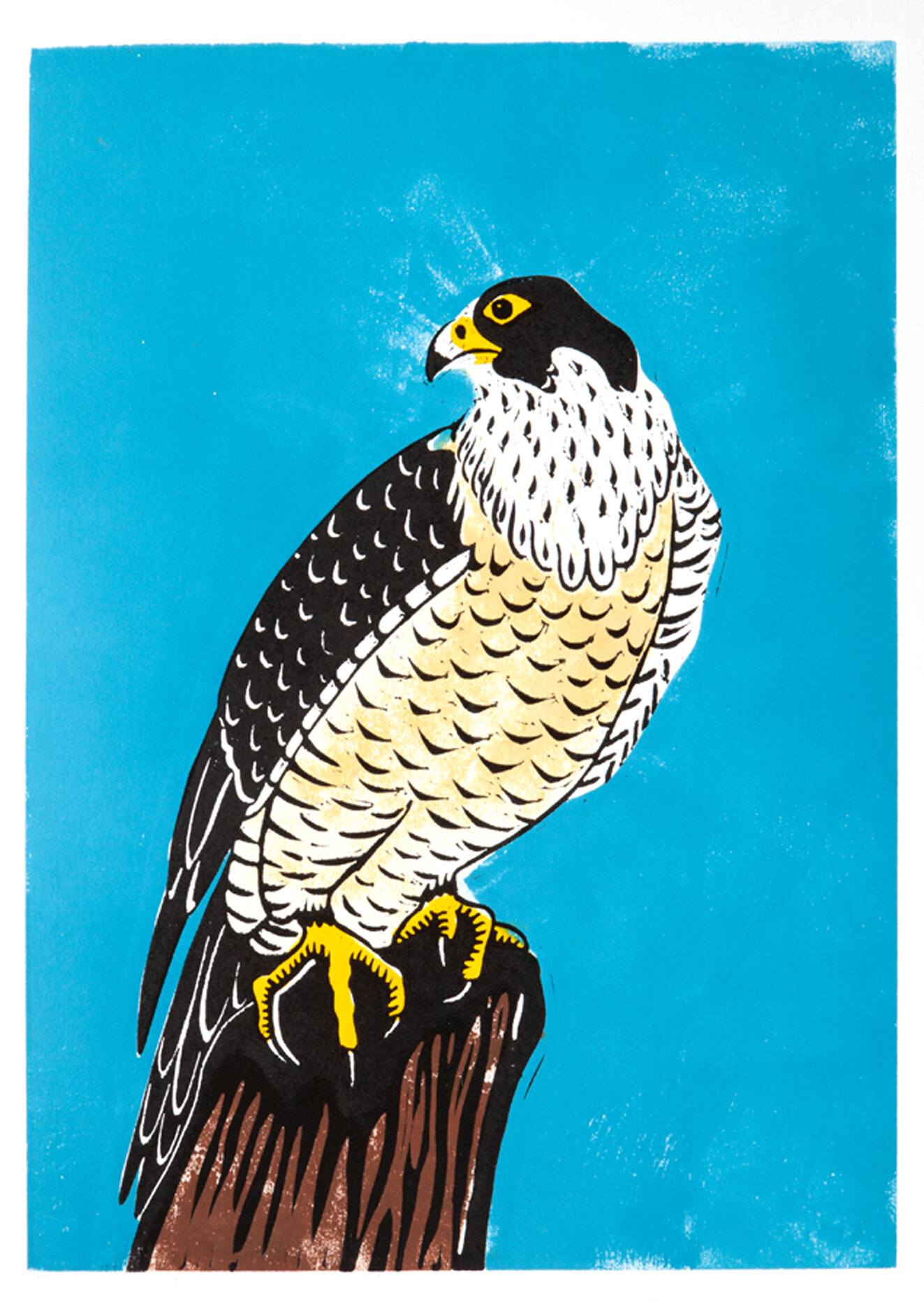 Peregrine Falcon