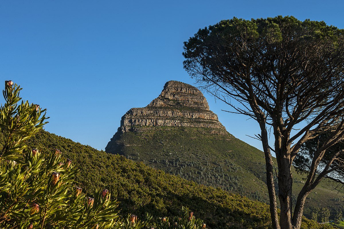 1200px-Fynbos,_Lion_s_Head_and_trees_from_Table_Mountain_trail.jpg