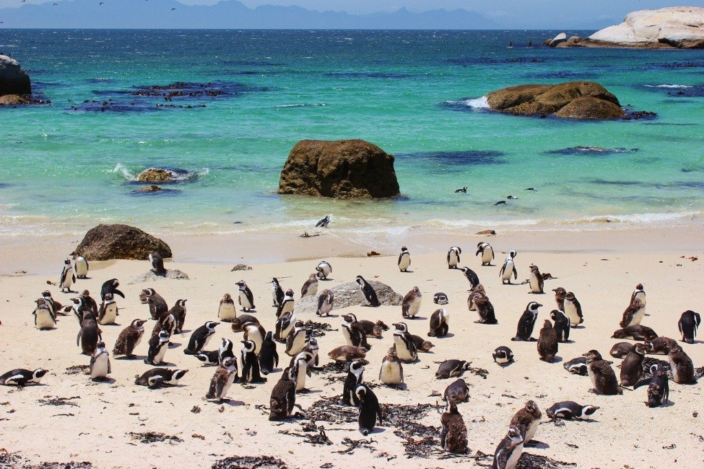 Cape-Town-South-Africa-Pengins-at-Boulders-Beach-in-Simons-Town.jpg