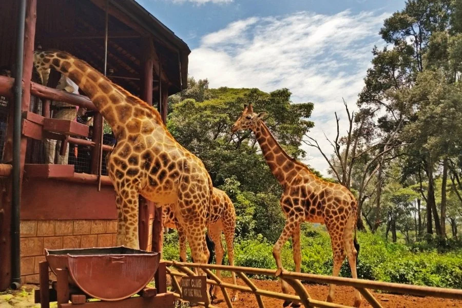 giraffe-centre-nairobi-01.jpg
