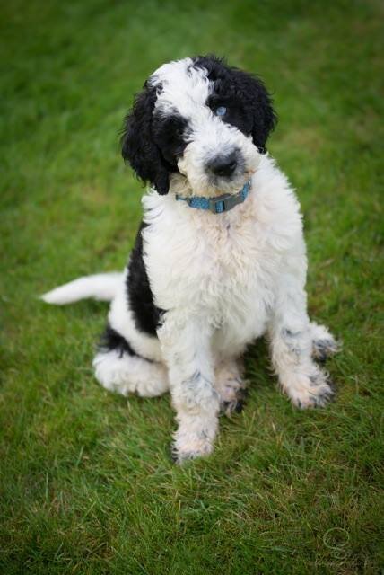 black and white goldendoodle puppies for sale