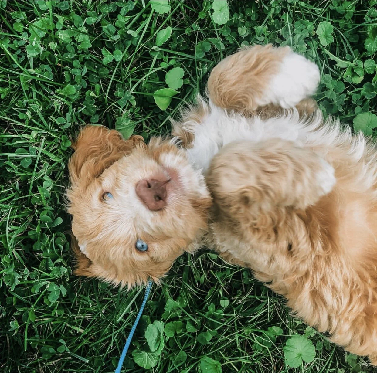 blue eyed labradoodle for sale