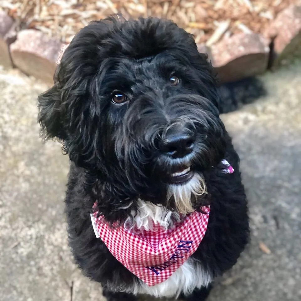 black goldendoodle