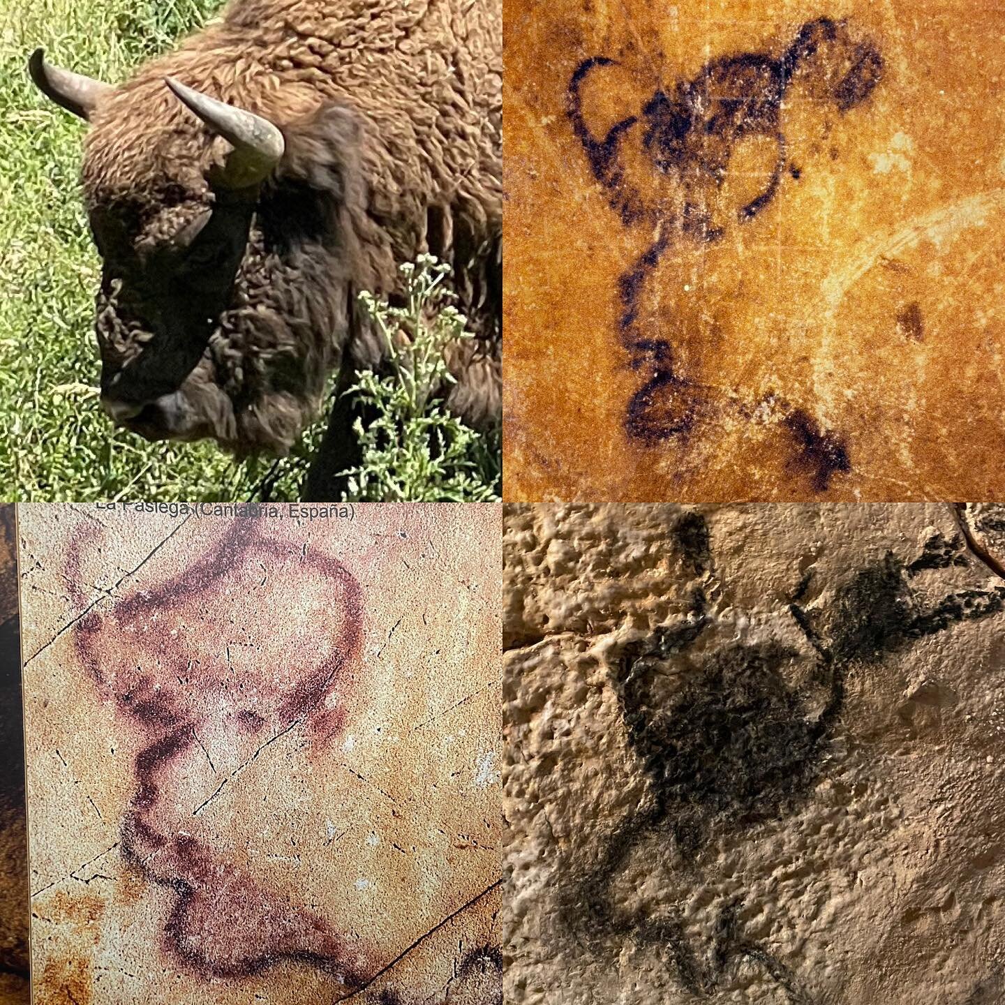 Bison? 

Four different bison.  A live one and three separate depictions from various caves in Spain and France.  Are these simply depictions of bison?  What are your thoughts?
 
In my opinion, these are more than just bison.  The  gaze and attitude 