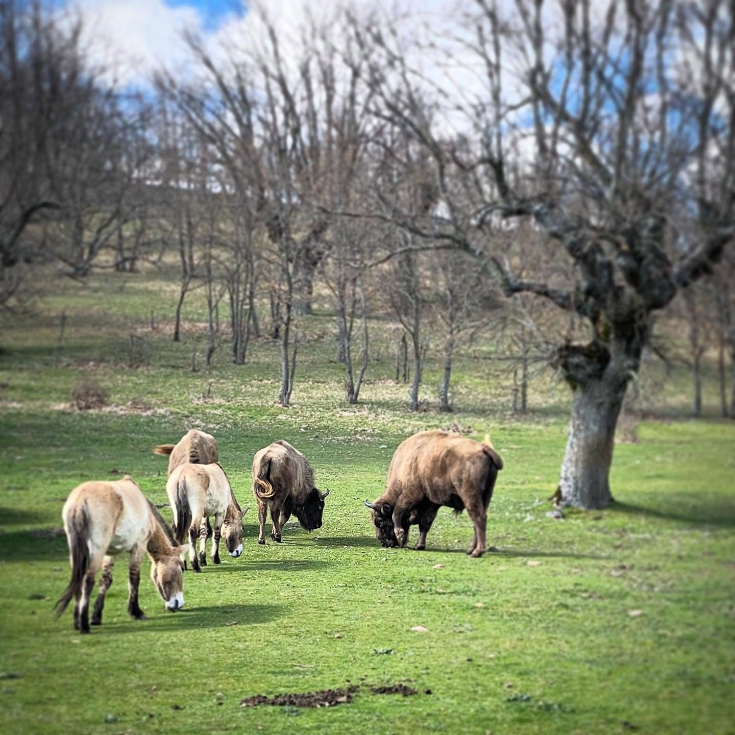 Lost World.  Horses and bison are the two most frequently depicted animals in European Paleolithic figurative art, with more than 50% of all figures between both (horses a bit more than bison). There is also an association of both animals at many sit