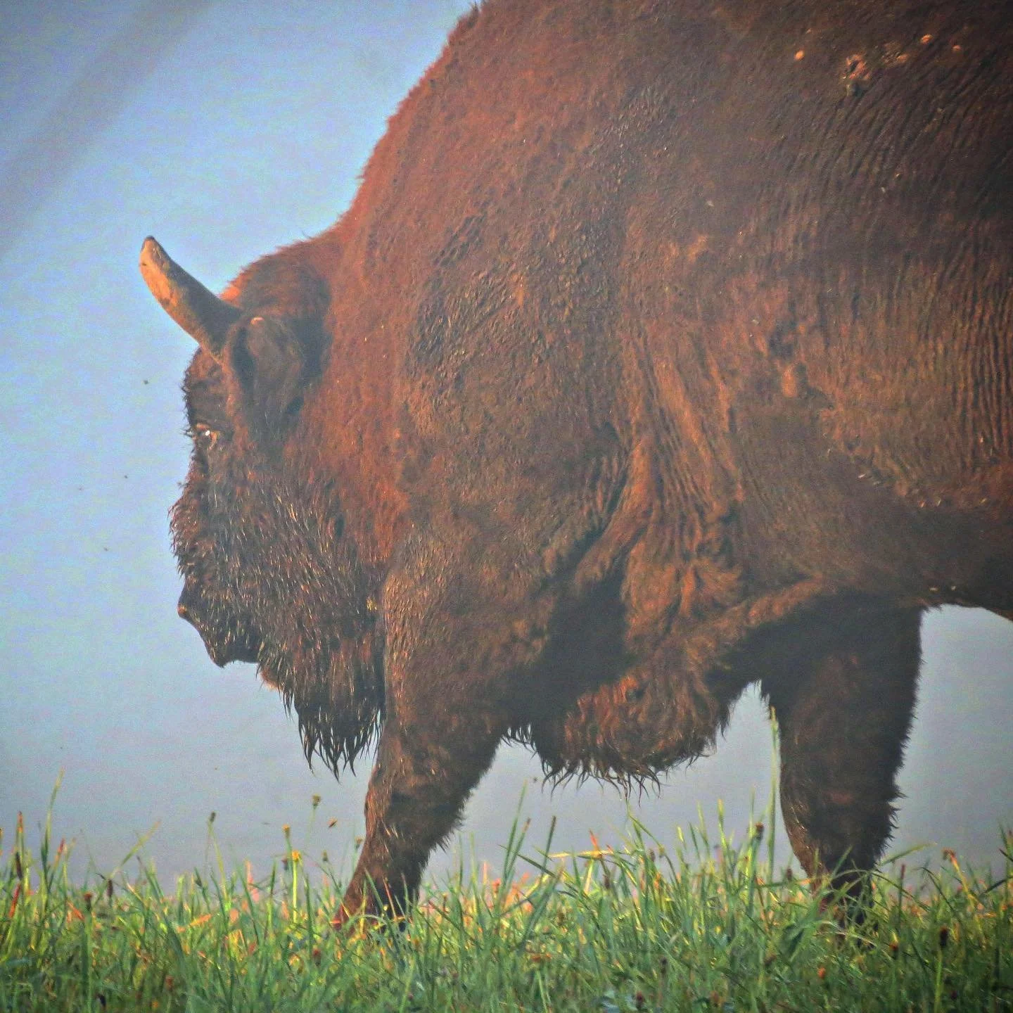 Altamira Sunrise.  14.500 years in the making. Bialowieza NP, Poland. 
 
I study/share/live/breathe Paleolithic cave art.  I have stalked/hunted wild animals.  Both primordial experiences. Convergence.

Before sunrise, wildlife waits for no one.  Tra